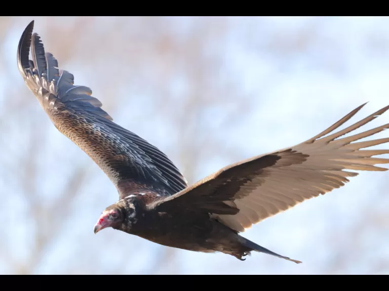A turkey vulture at Great Meadows National Wildlife Refuge in Concord, photographed by Steve Forman.