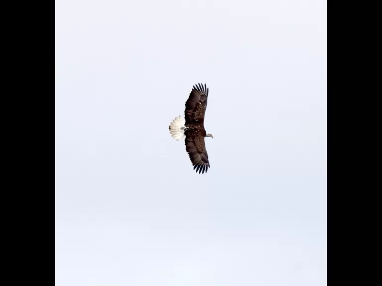 A bald eagle at the Sudbury Reservoir in Southborough, photographed by Steve Forman.