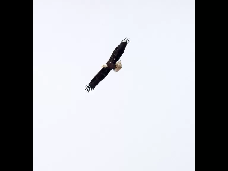 A bald eagle at the Sudbury Reservoir in Southborough, photographed by Steve Forman.