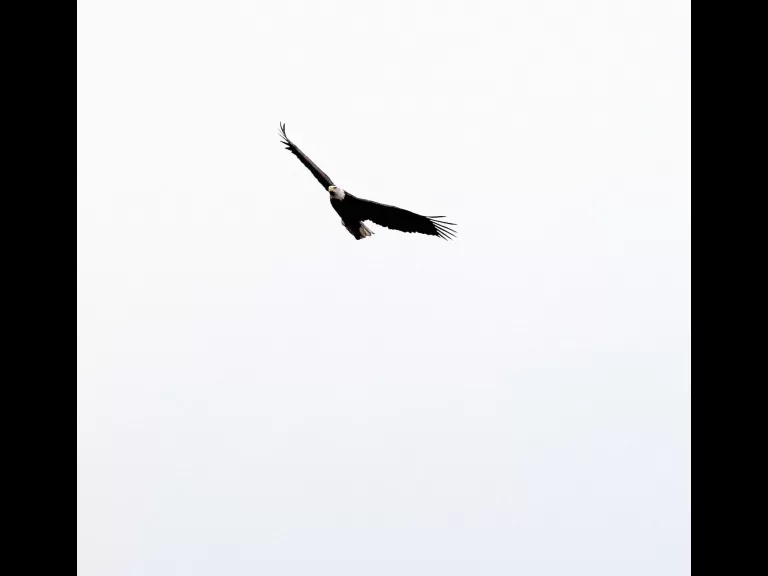 A bald eagle at the Sudbury Reservoir in Southborough, photographed by Steve Forman.