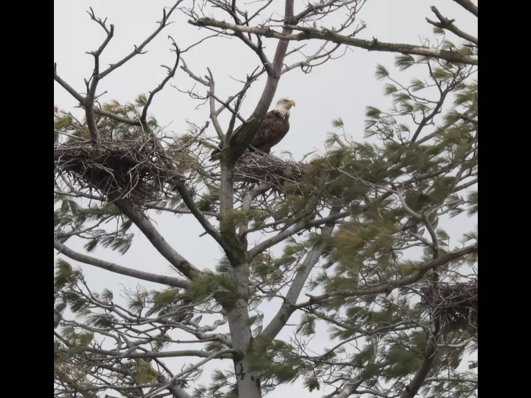 A bald eagle at the Sudbury Reservoir in Southborough, photographed by Steve Forman.
