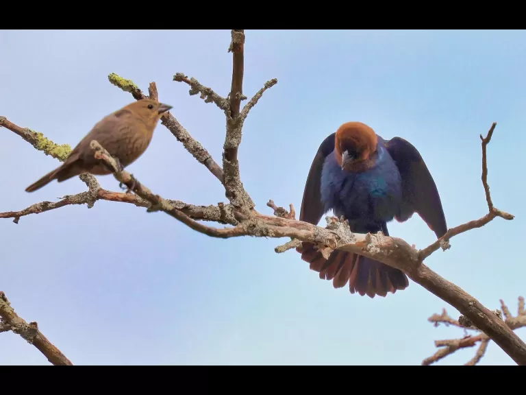Brown-headed cowbirds at Breakneck Hill Conservation Land in Southborough, photographed by Steve Forman.