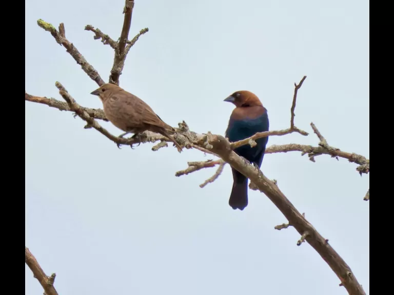 Brown-headed cowbirds at Breakneck Hill Conservation Land in Southborough, photographed by Steve Forman.