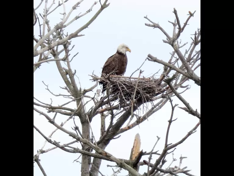 A bald eagle at the Sudbury Reservoir in Southborough, photographed by Steve Forman.