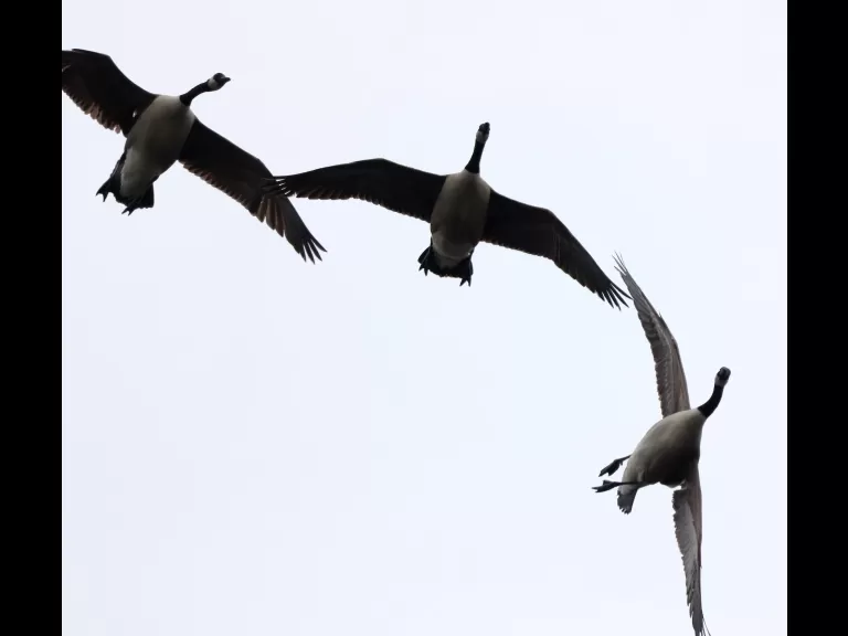 An American wigeon at Hager Pond in Marlborough, photographed by Steve Forman.