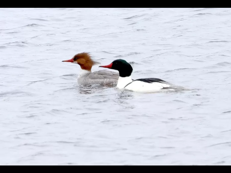 A bald eagle at the Sudbury Reservoir in Southborough, photographed by Steve Forman.