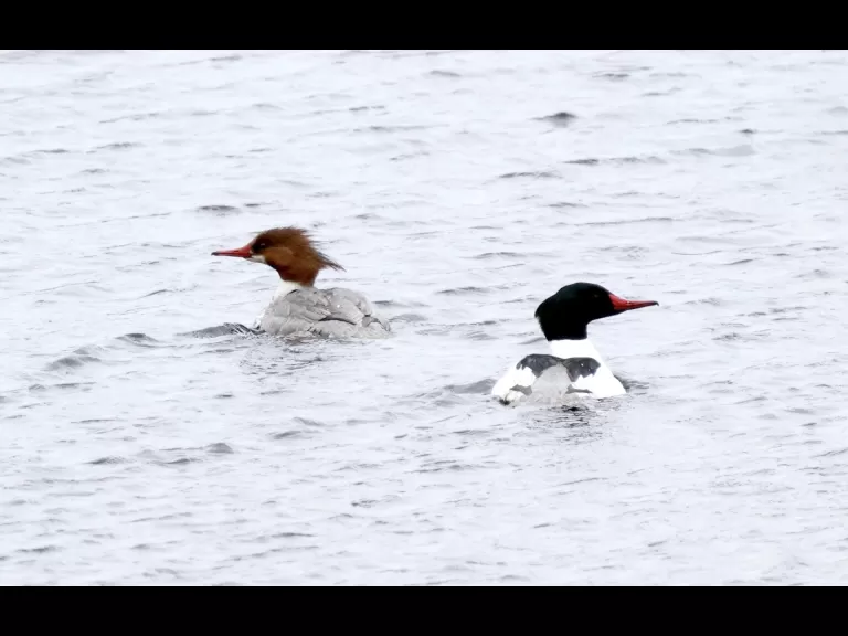 A bald eagle at the Sudbury Reservoir in Southborough, photographed by Steve Forman.