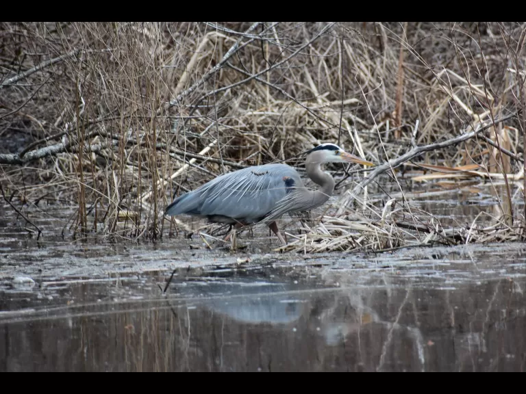 A great blue heron along the Sudbury River in Framingham, photographed by Brendan Kearney.