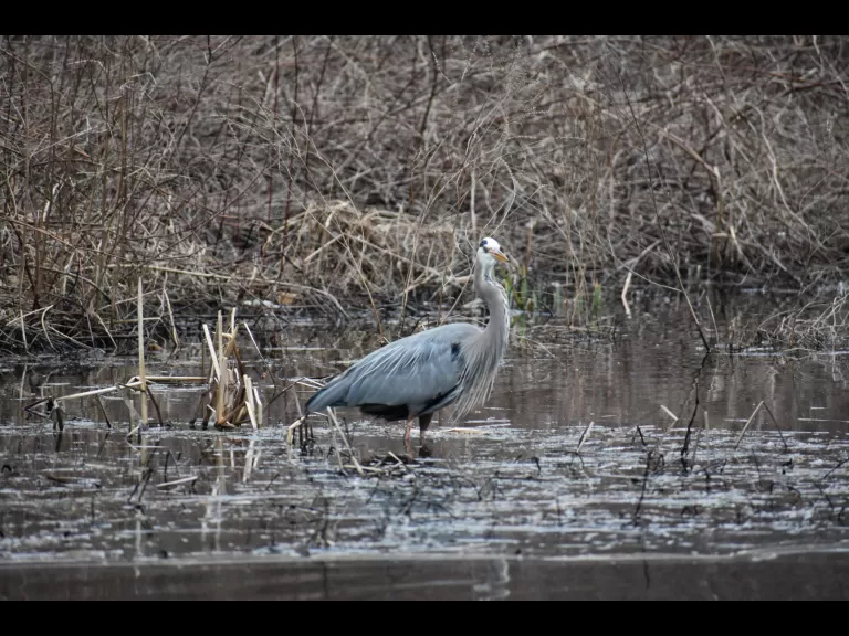 A great blue heron along the Sudbury River in Framingham, photographed by Brendan Kearney.