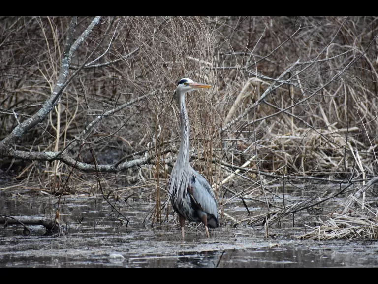 A great blue heron along the Sudbury River in Framingham, photographed by Brendan Kearney.