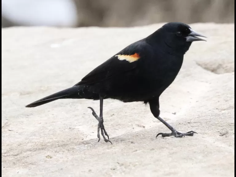An American wigeon at Hager Pond in Marlborough, photographed by Steve Forman.
