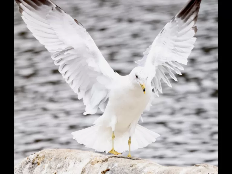 An American wigeon at Hager Pond in Marlborough, photographed by Steve Forman.