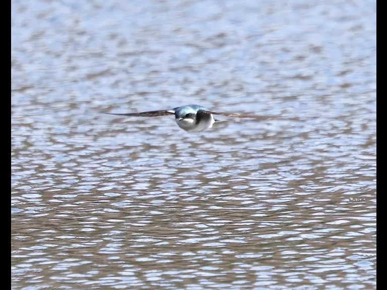 A black-capped chickadee at Mass Audbuon's Waseeka Wildlife Sanctuary in Hopkinton.