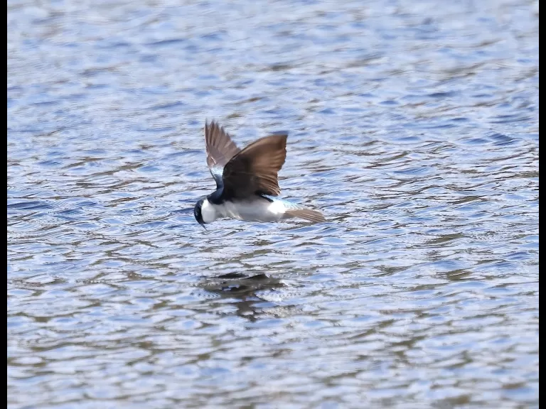 A black-capped chickadee at Mass Audbuon's Waseeka Wildlife Sanctuary in Hopkinton.
