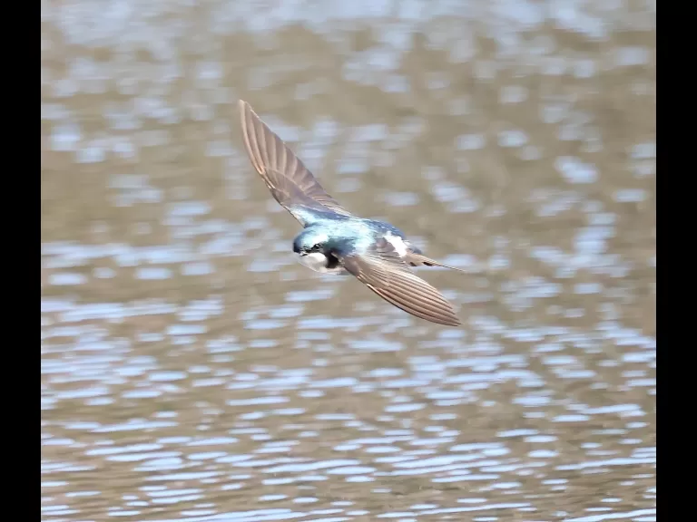 A black-capped chickadee at Mass Audbuon's Waseeka Wildlife Sanctuary in Hopkinton.