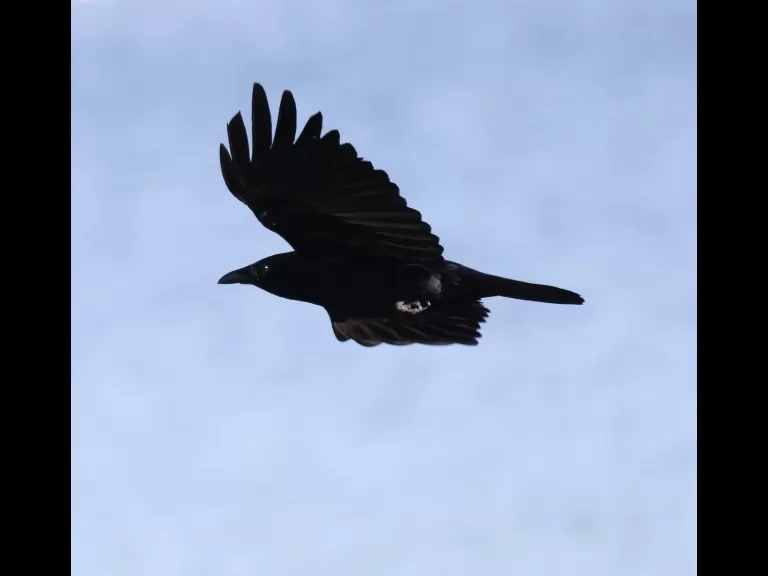 An American wigeon at Hager Pond in Marlborough, photographed by Steve Forman.