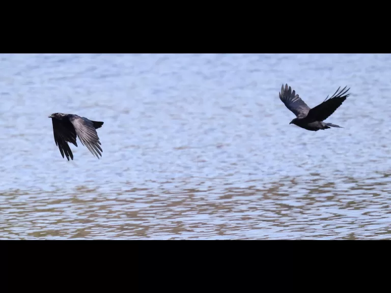An American wigeon at Hager Pond in Marlborough, photographed by Steve Forman.