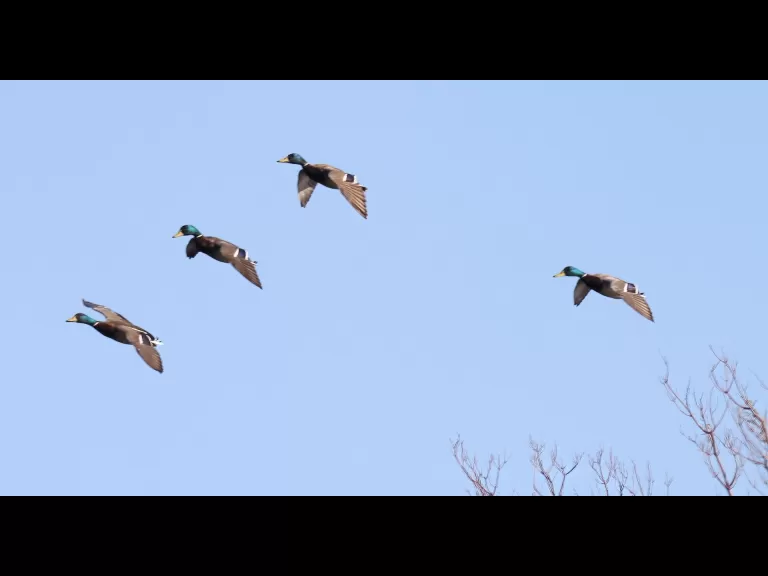 An American wigeon at Hager Pond in Marlborough, photographed by Steve Forman.