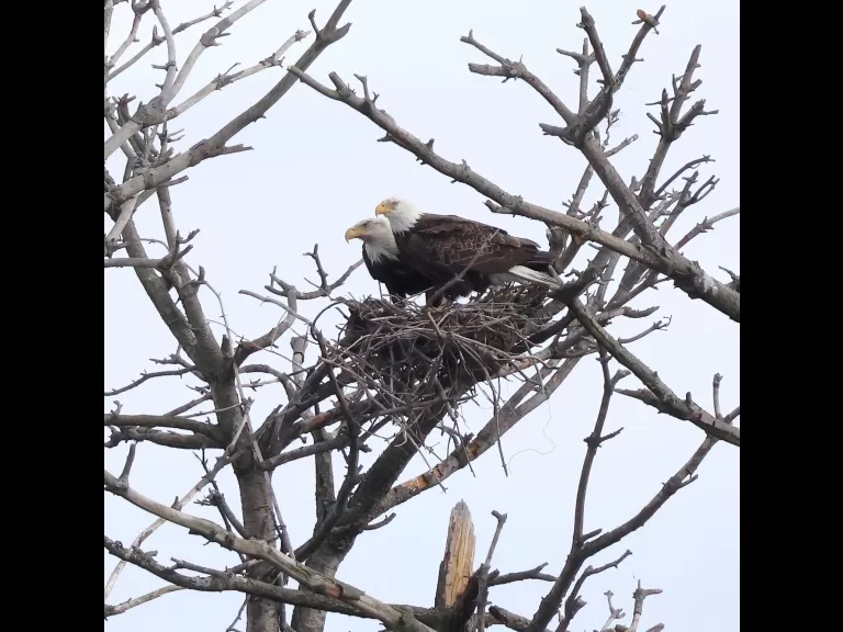 A pair of bald eagles at the Sudbury Reservoir in Southborough, photographed by Steve Forman.
