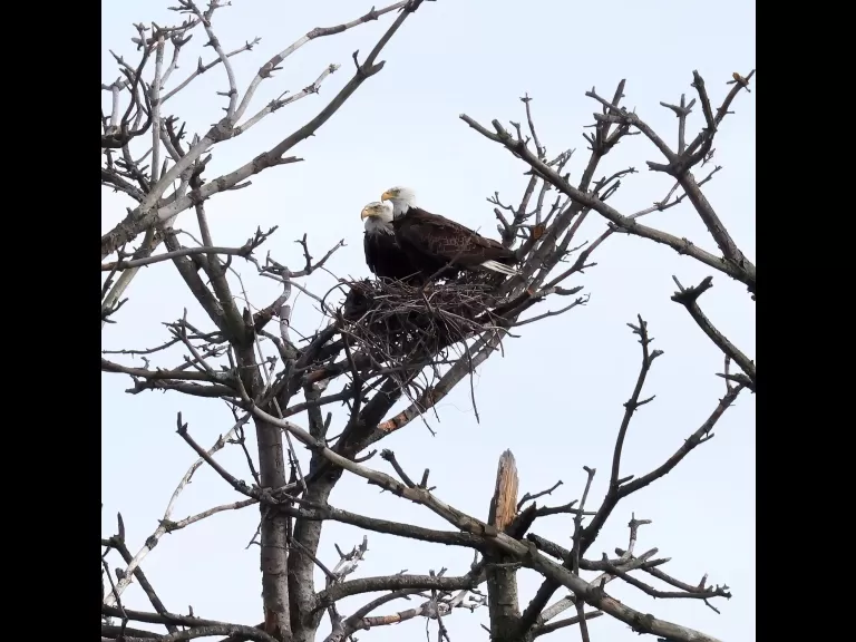 A pair of bald eagles at the Sudbury Reservoir in Southborough, photographed by Steve Forman.