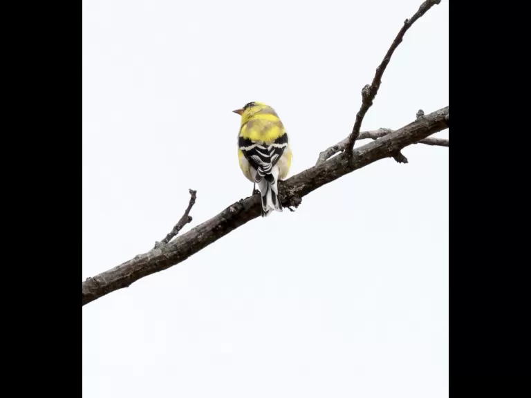 An American goldfinch at Breakneck Hill Conservation Land in Southborough, photographed by Steve Forman.