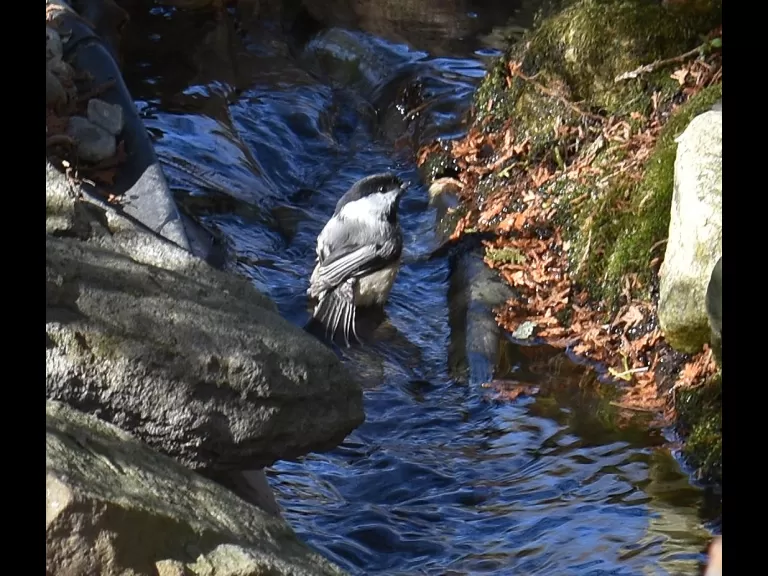 A black-capped chickadee in Framingham, photographed by George Marold.