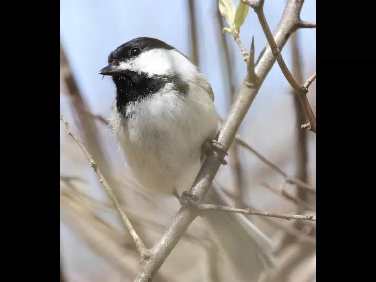 An American goldfinch at Breakneck Hill Conservation Land in Southborough, photographed by Steve Forman.