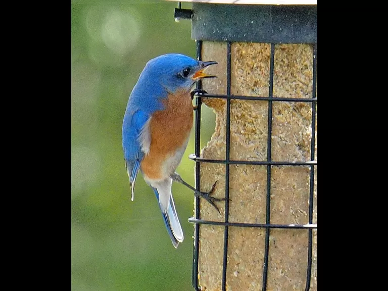 An eastern bluebird in Framingham, photographed by Joan Chasan.
