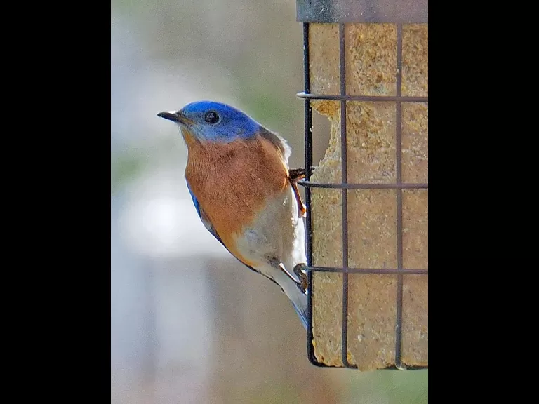 An eastern bluebird in Framingham, photographed by Joan Chasan.
