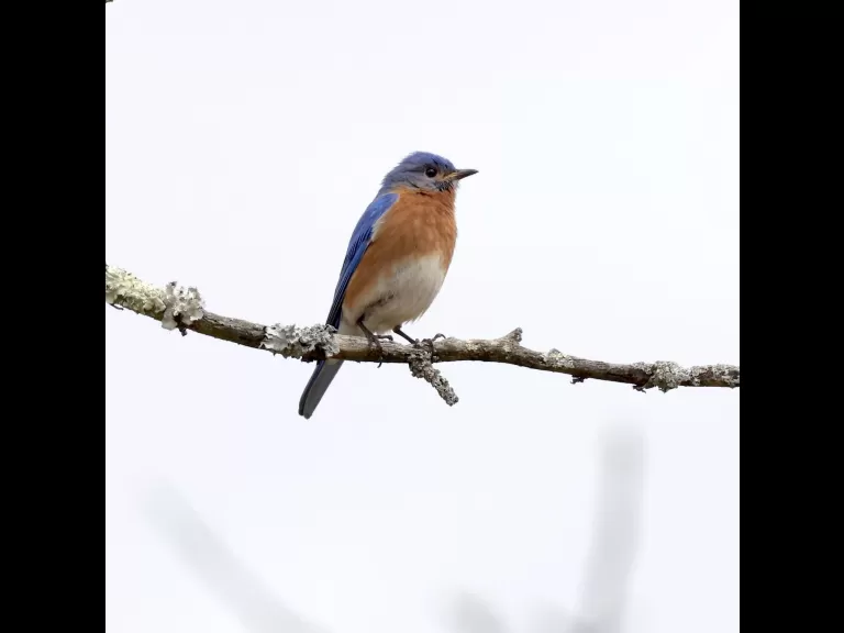 An American goldfinch at Breakneck Hill Conservation Land in Southborough, photographed by Steve Forman.