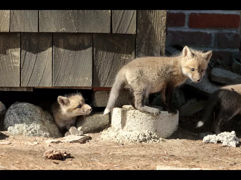 Red foxes in Sudbury, photographed by Russ Place.