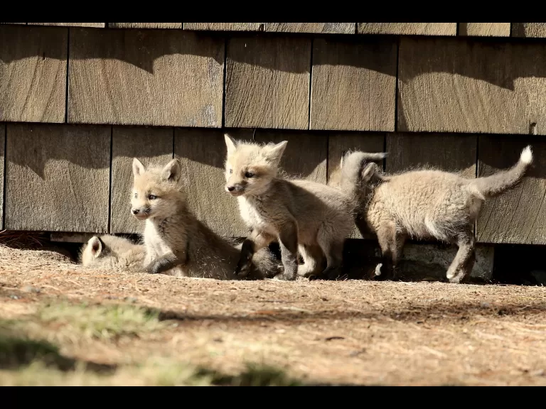 Red foxes in Sudbury, photographed by Russ Place.
