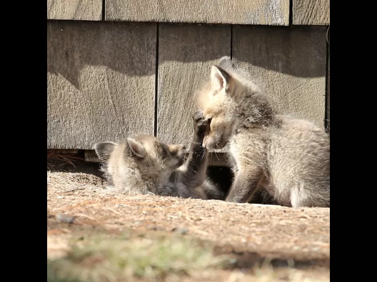 Red foxes in Sudbury, photographed by Russ Place.