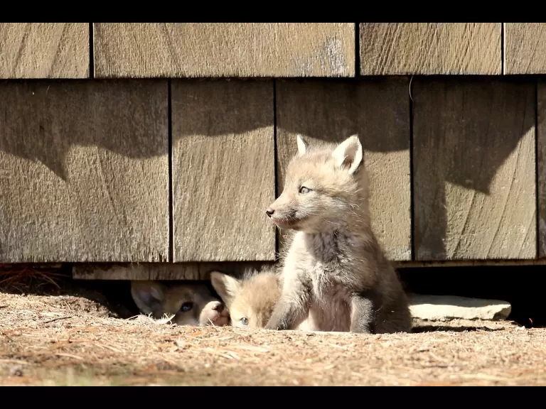 Red foxes in Sudbury, photographed by Russ Place.