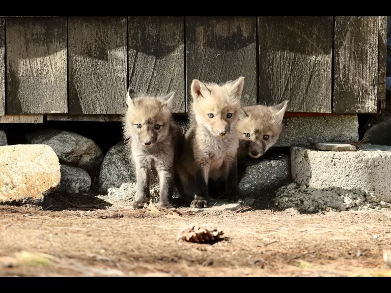 Red foxes in Sudbury, photographed by Russ Place.