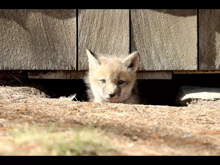 Red foxes in Sudbury, photographed by Russ Place.