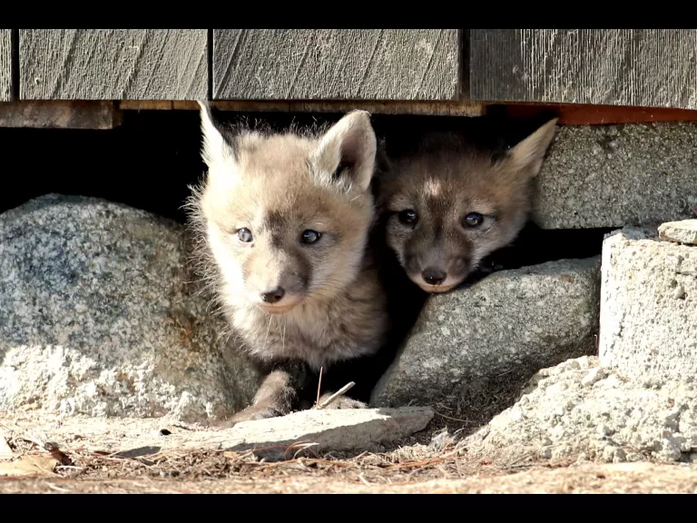 Red foxes in Sudbury, photographed by Russ Place.