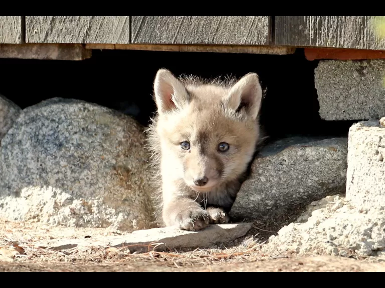 Red foxes in Sudbury, photographed by Russ Place.