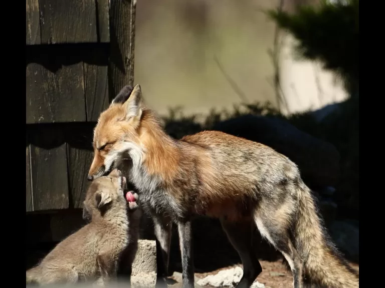 Red foxes in Sudbury, photographed by Russ Place.