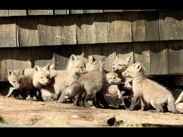 Red foxes in Sudbury, photographed by Russ Place.