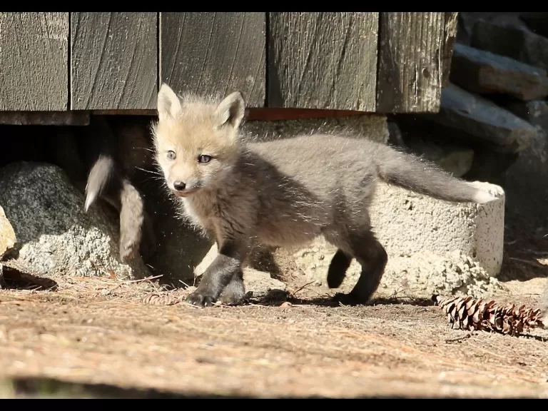 Red foxes in Sudbury, photographed by Russ Place.
