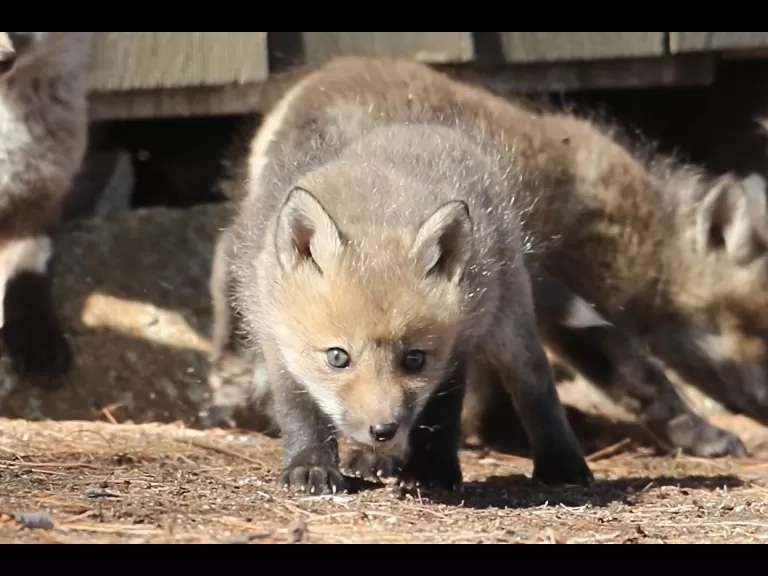Red foxes in Sudbury, photographed by Russ Place.