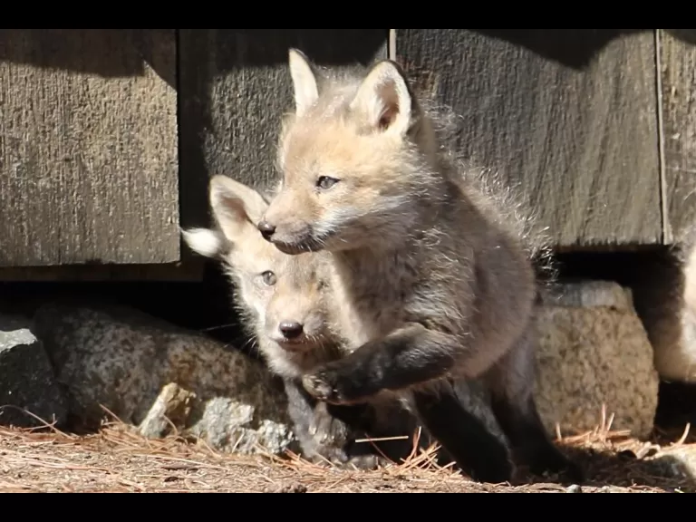 Red foxes in Sudbury, photographed by Russ Place.