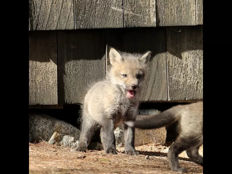 Red foxes in Sudbury, photographed by Russ Place.