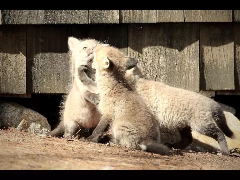 Red foxes in Sudbury, photographed by Russ Place.