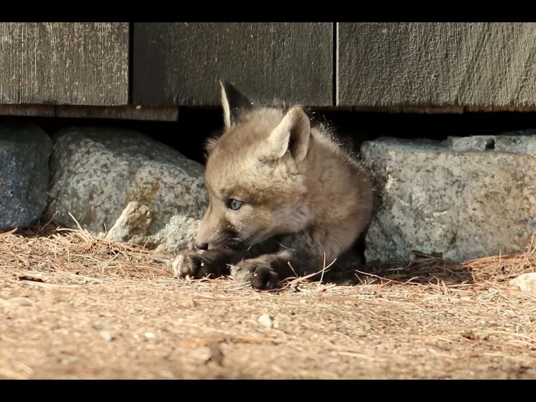 Red foxes in Sudbury, photographed by Russ Place.