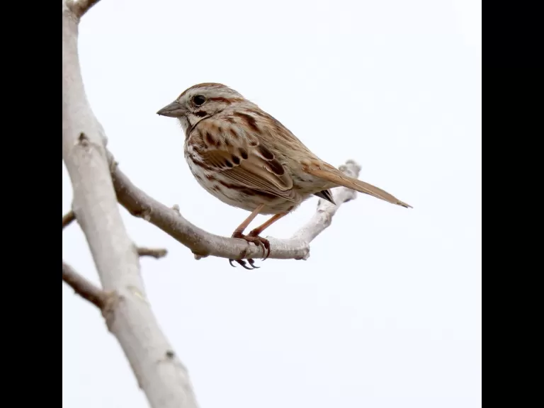 An American goldfinch at Breakneck Hill Conservation Land in Southborough, photographed by Steve Forman.