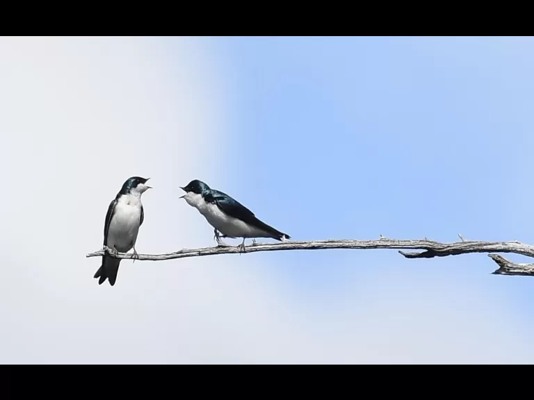 Tree swallows at Assabet River National Wildlife Refuge in Maynard, photographed by Gail Sartori.