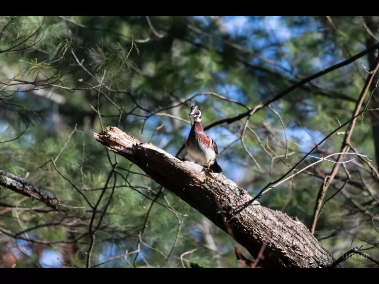 A wood duck at SVT's Smith Conservation Land in Littleton, photographed by Jon Turner.