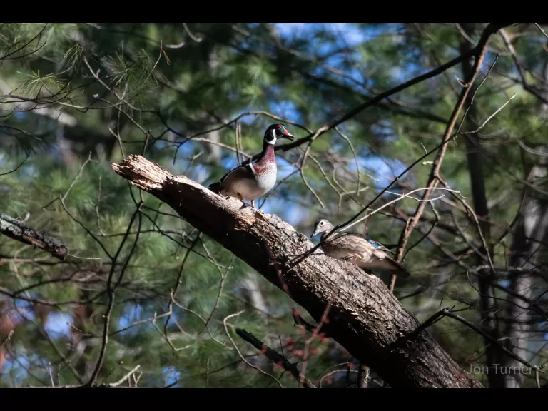 A wood duck at SVT's Smith Conservation Land in Littleton, photographed by Jon Turner.